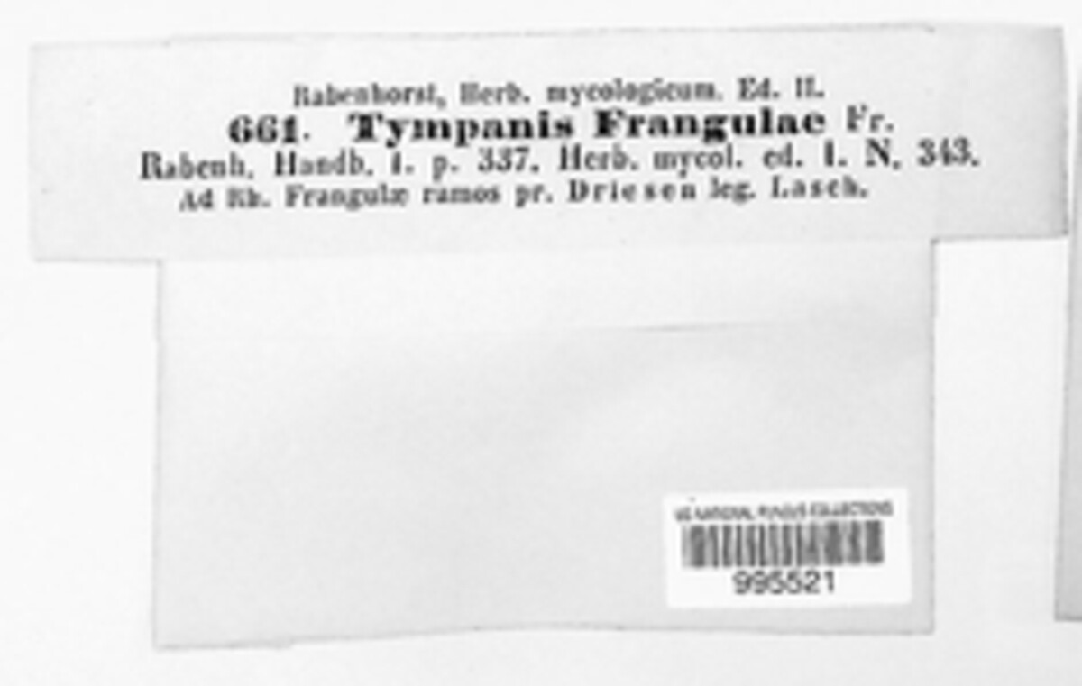 Pezicula frangulae image